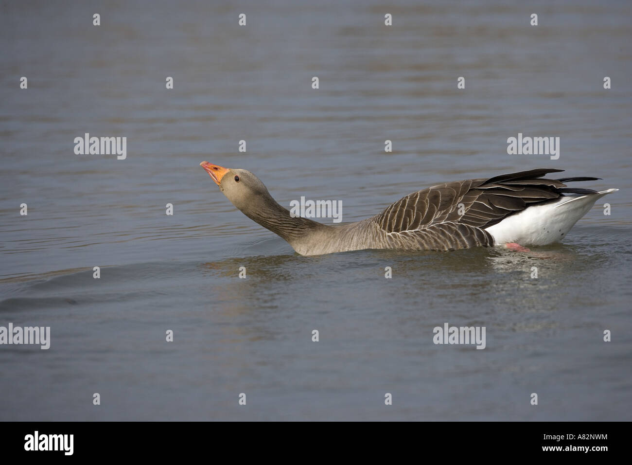 Greylag Geese Anser anser Stock Photo