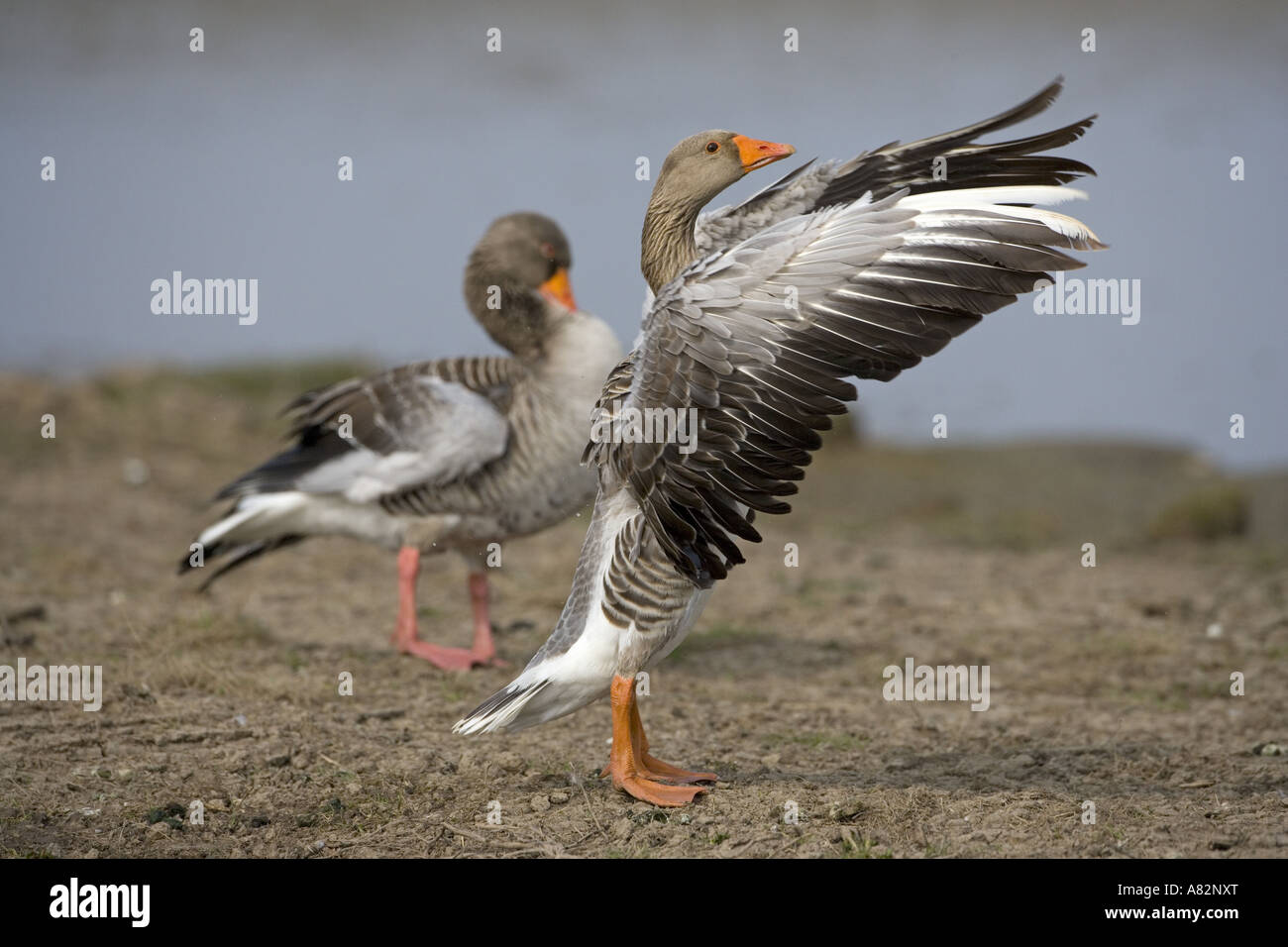 Greylag Geese Anser anser Stock Photo