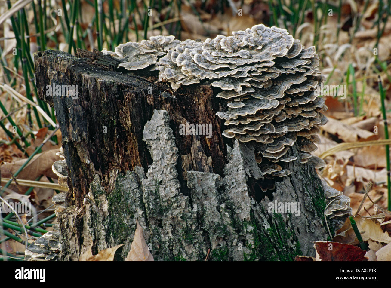 Turkey tails fungus (Trametes versicolor) Stock Photo