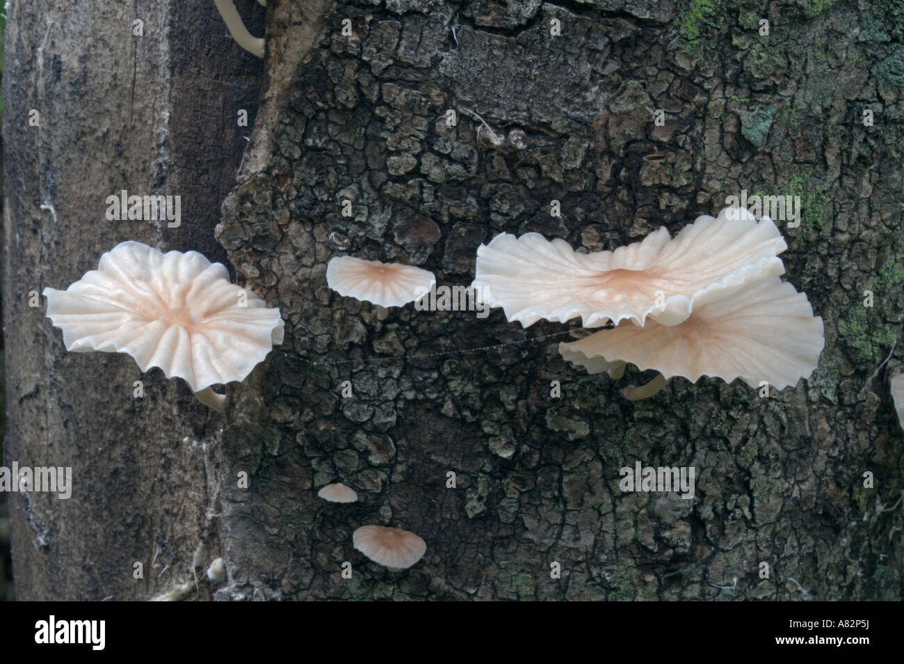 Marasmiellus candidus fungus Stock Photo