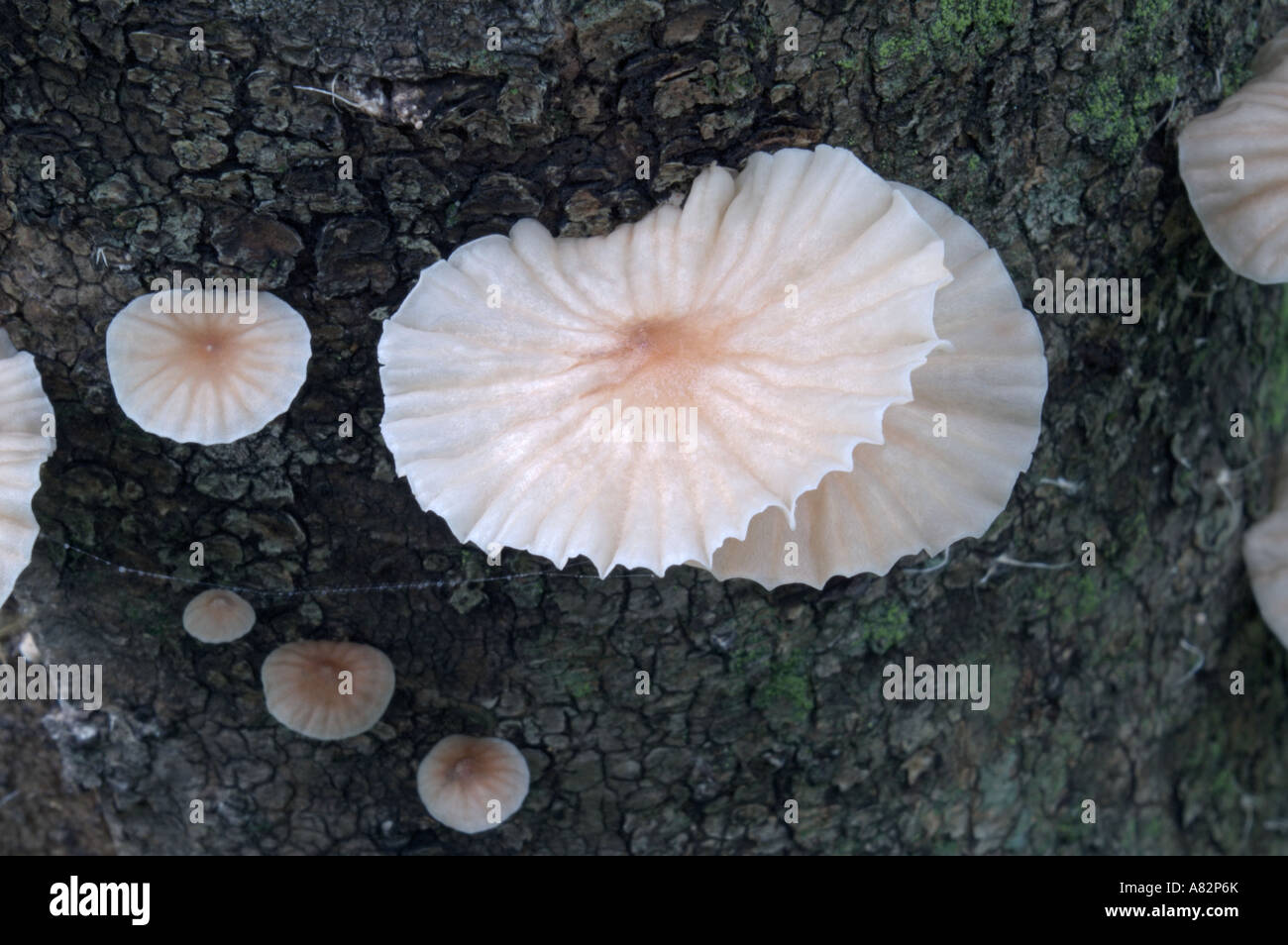 Marasmiellus candidus fungus Stock Photo