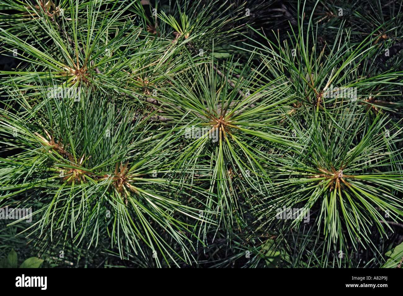 Korean pine (Pinus koraiensis) Stock Photo