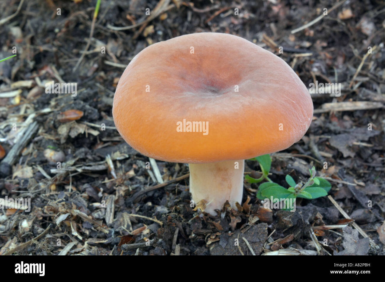 Lactarius volemus mushroom Stock Photo
