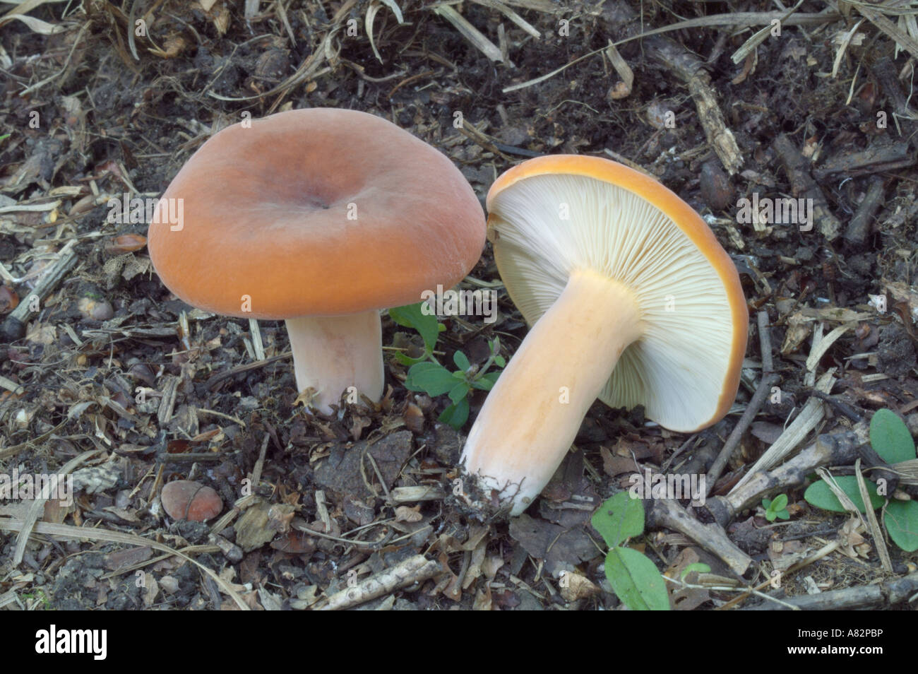 Lactarius volemus mushroom Stock Photo