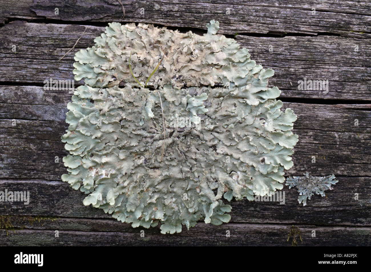 Common greenshield lichen (Flavoparmelia caperata) Stock Photo