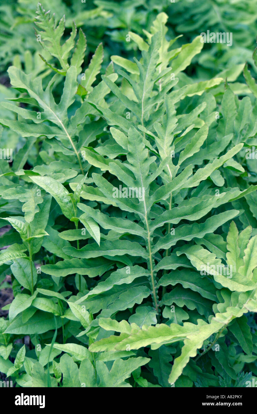 Sensitive fern (Onoclea sensibilis) Stock Photo