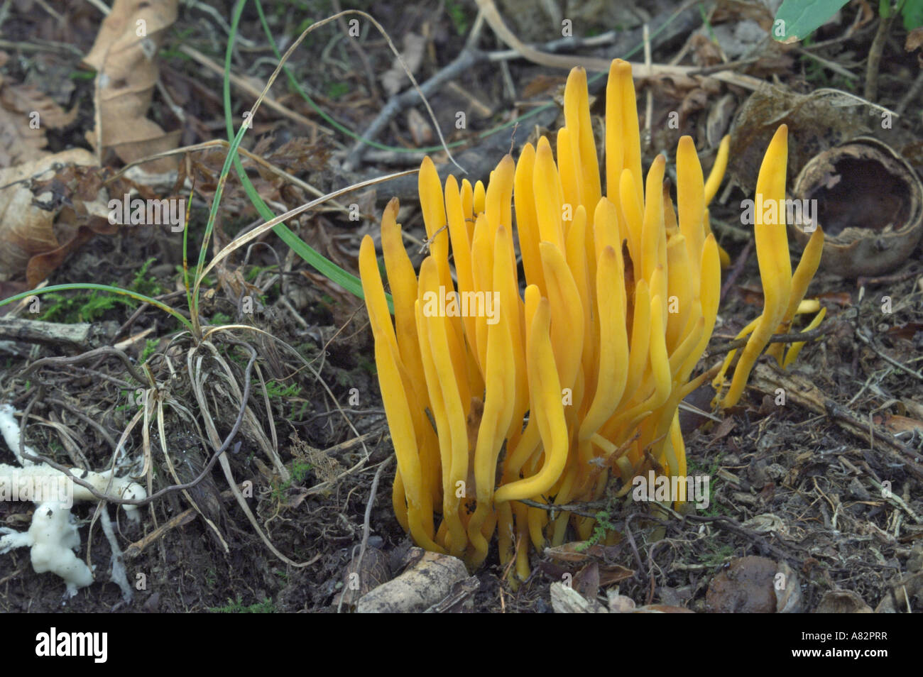 Yellow Spindle coral fungus (Clavulinopsis fusiformis) Stock Photo