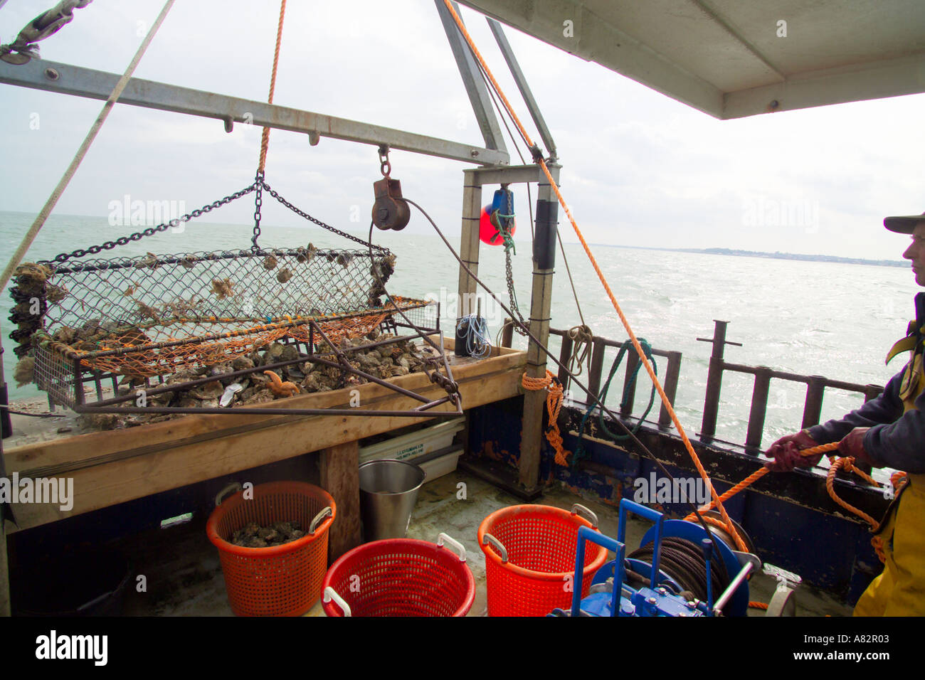 dredging for Oysters Andy Riches on board the Oyster fishing boat The