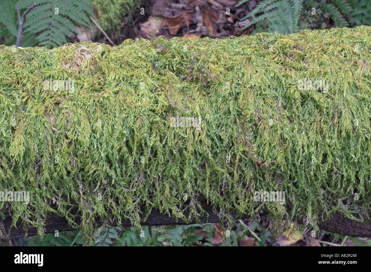 Entodon High Resolution Stock Photography And Images Alamy