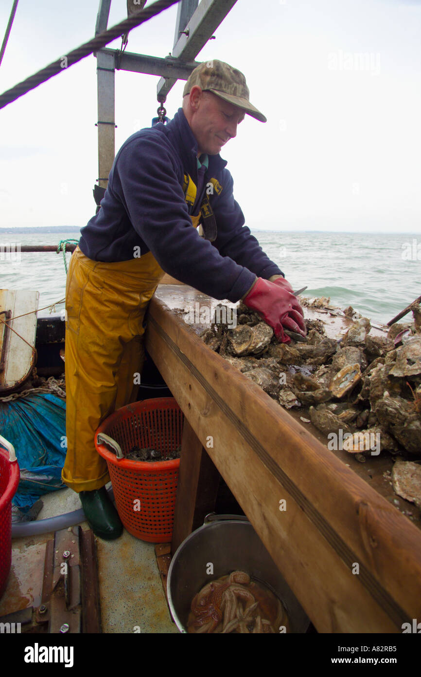 sorting oysters for size Andy Riches on board the Oyster fishing boat