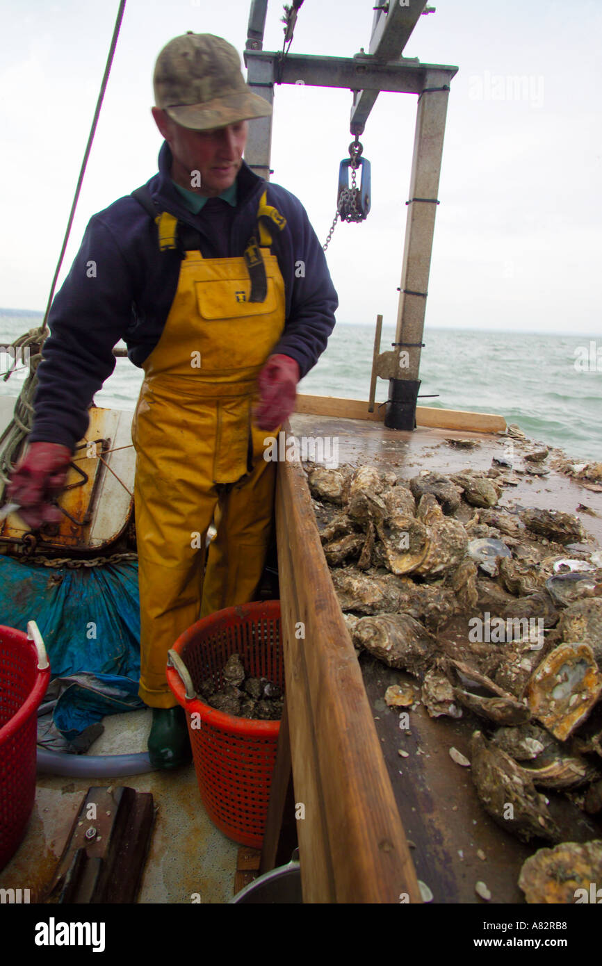 sorting oysters for size Andy Riches on board the Oyster fishing boat