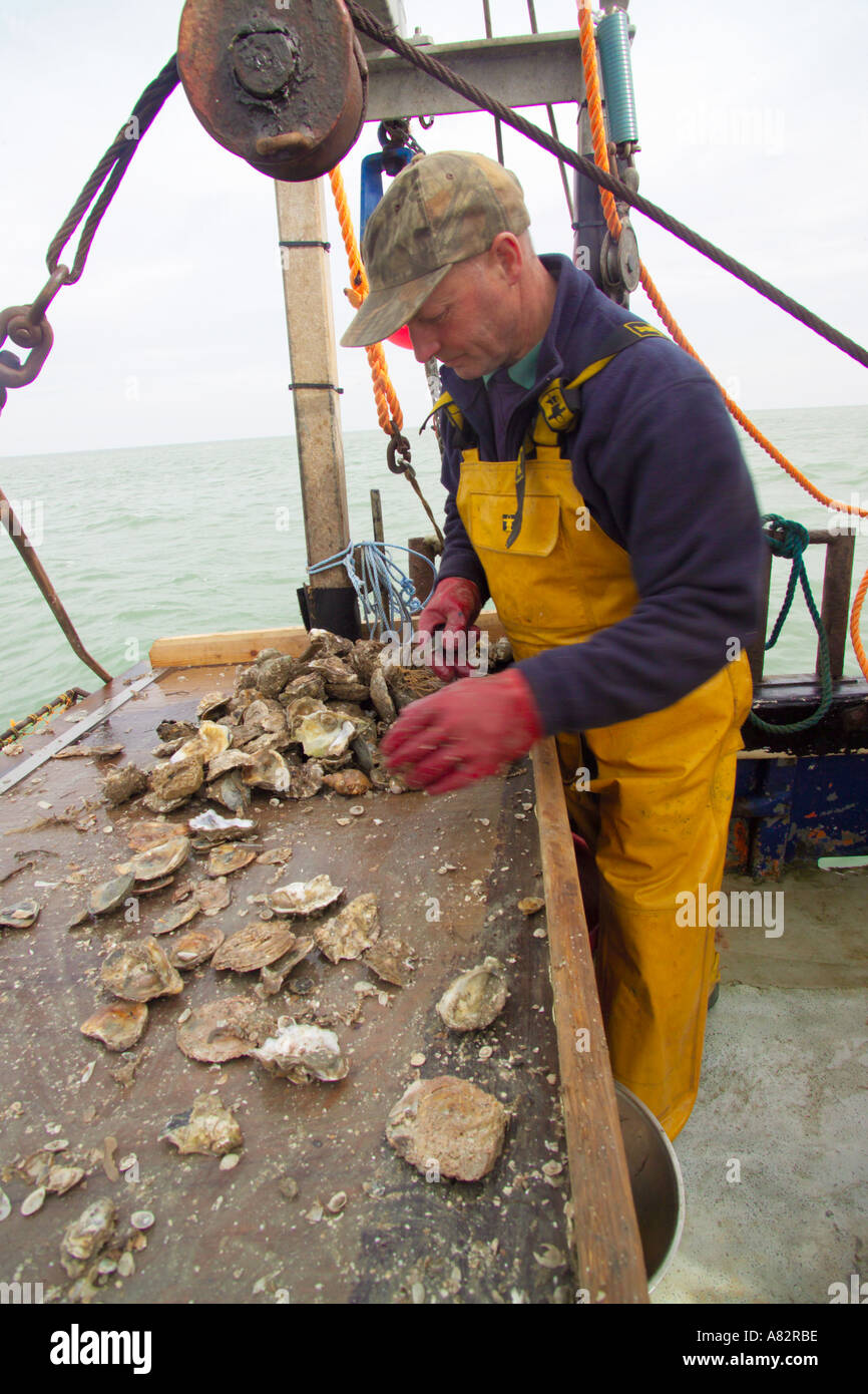 sorting oysters for size Andy Riches on board the Oyster fishing boat
