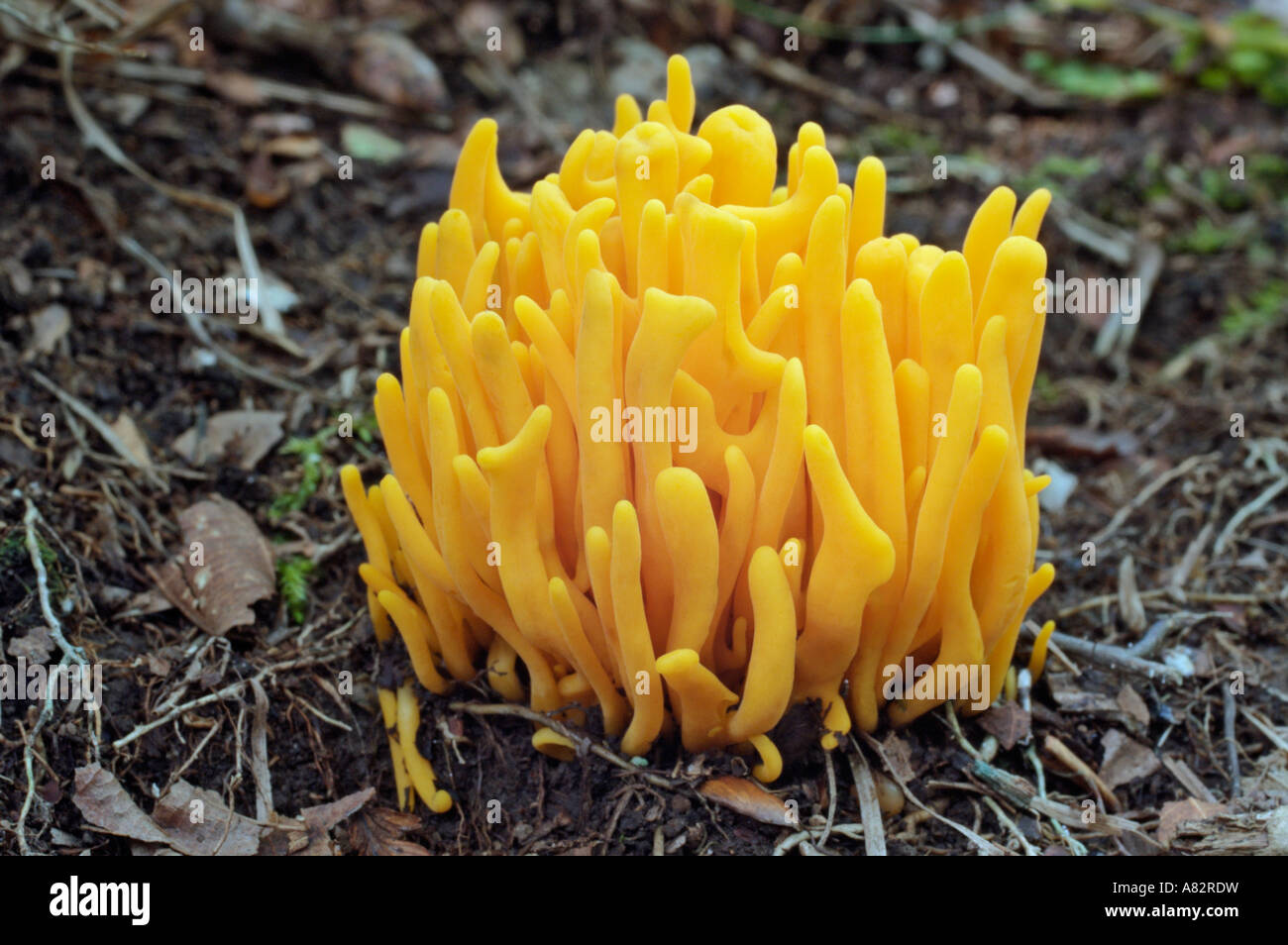 Yellow Spindle coral fungus (Clavulinopsis fusiformis) Stock Photo