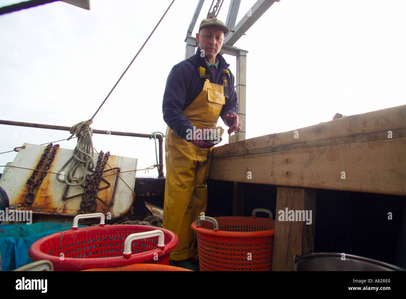 sorting oysters for size Andy Riches on board the Oyster fishing boat