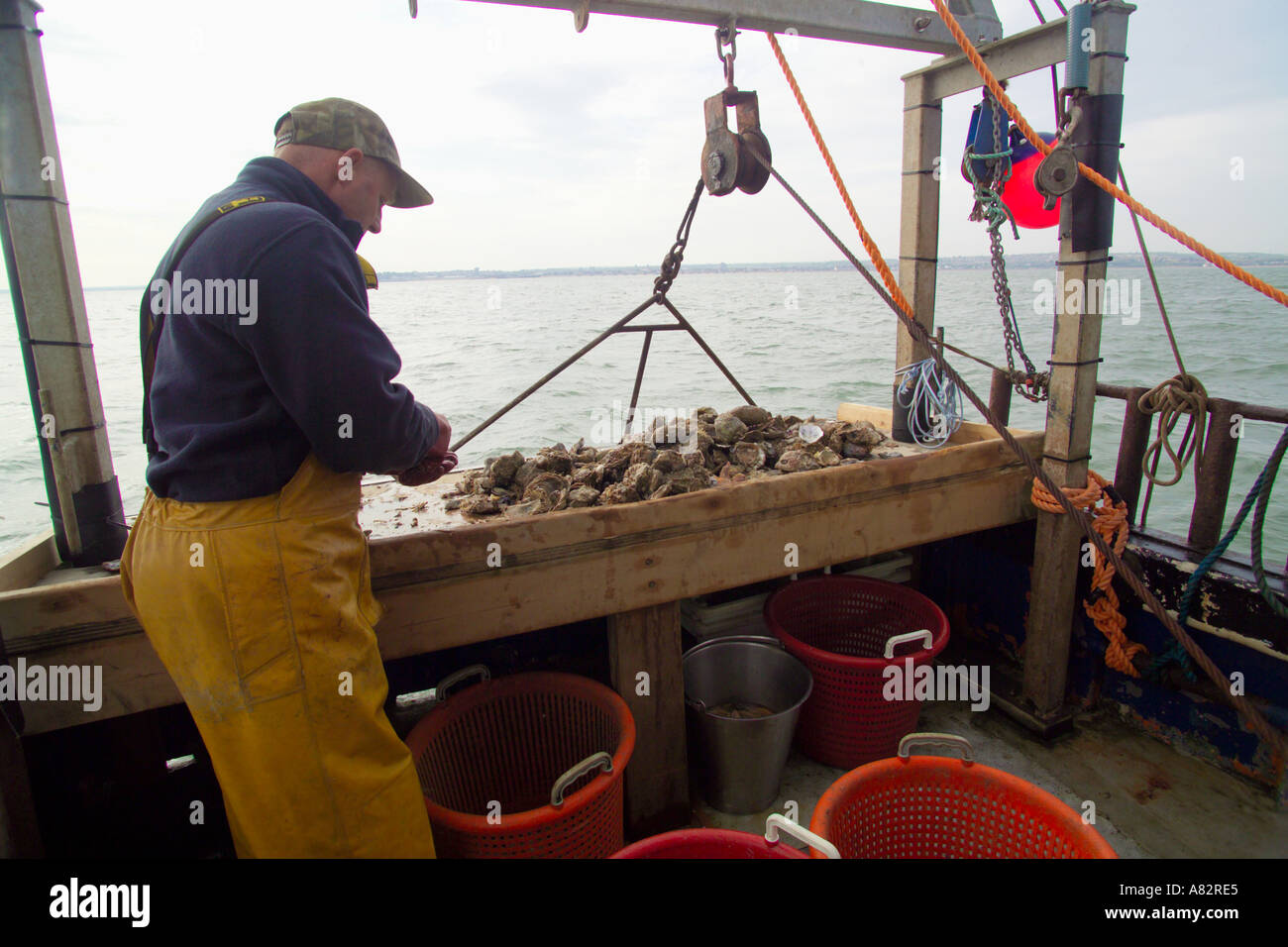 sorting oysters for size Andy Riches on board the Oyster fishing boat