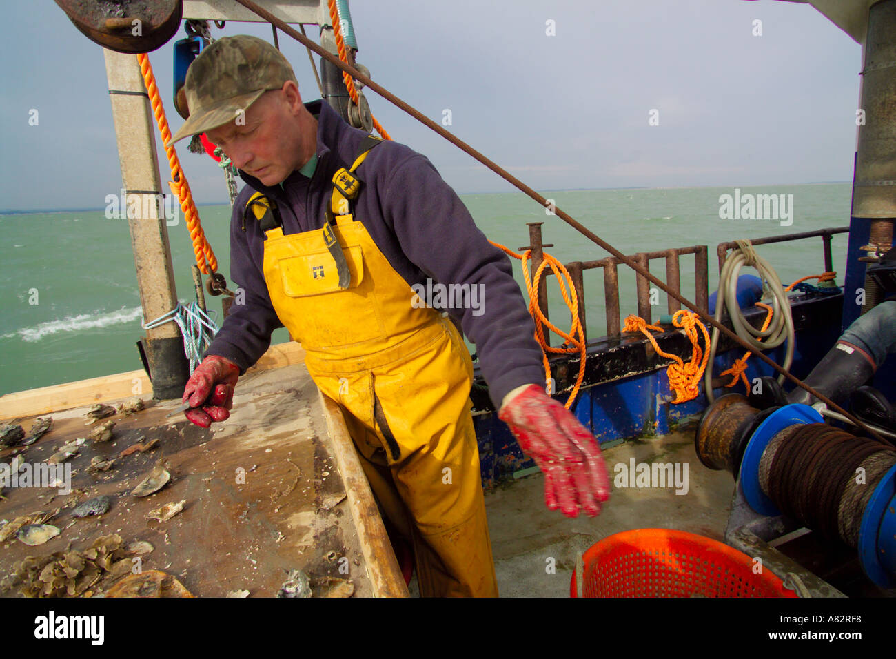 sorting oysters for size Andy Riches on board the Oyster fishing boat
