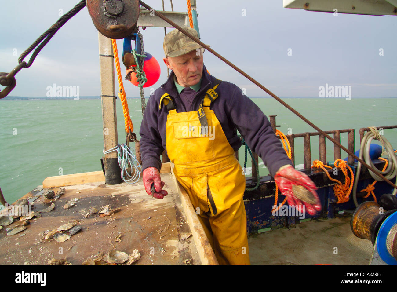 sorting oysters for size Andy Riches on board the Oyster fishing boat