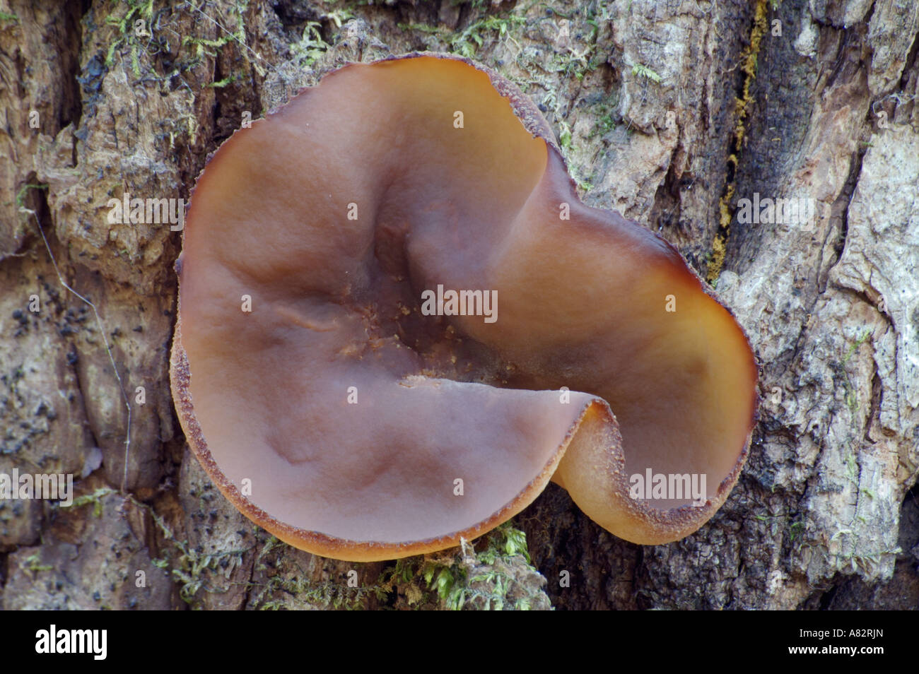 Fawn Cup fungus (Peziza vesiculosa) Stock Photo