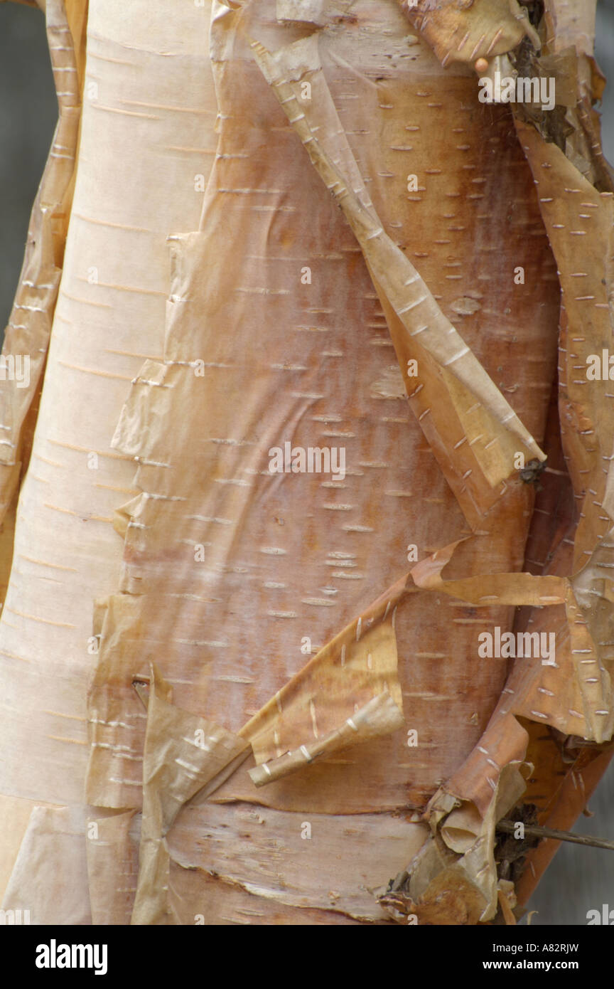 Birch (Betula costata). Stock Photo