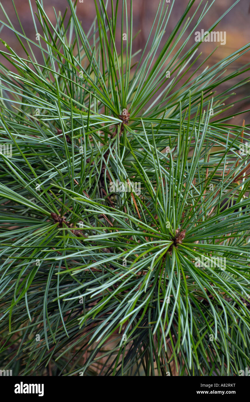 Korean pine (Pinus koraiensis) Stock Photo