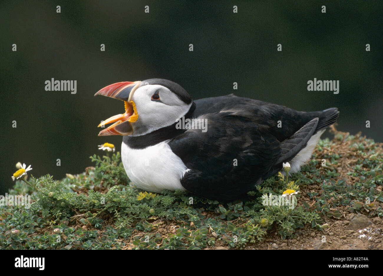 Pufin with beak open Stock Photo