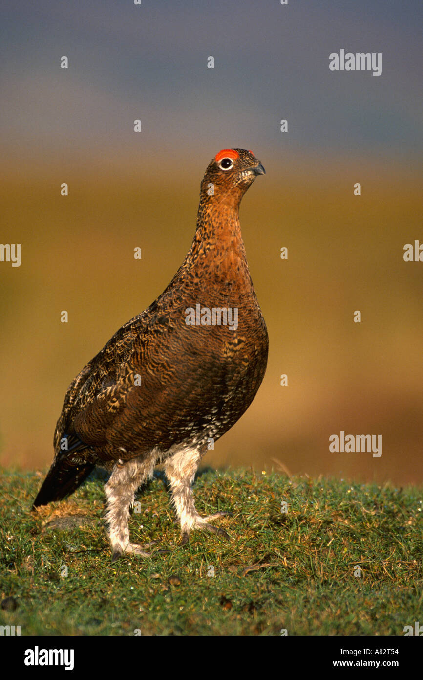 Red Grouse on Heather Stock Photo