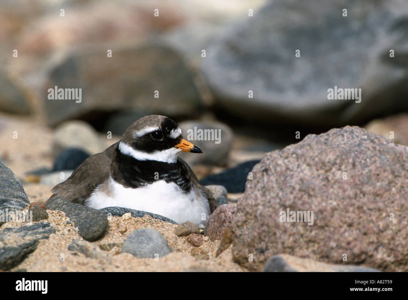 Ringed Plover on nest Stock Photo
