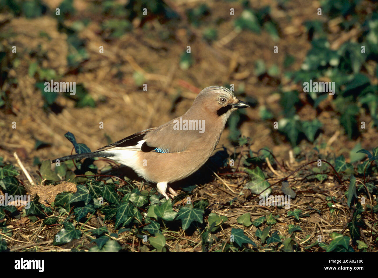 Jay in leaf litter Stock Photo