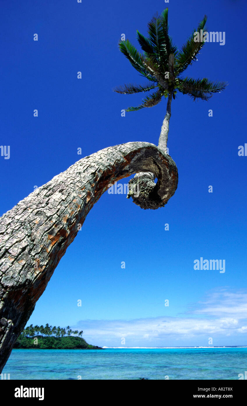 South pacific Cook Islands Raratonga Muri beach plam tree Stock Photo