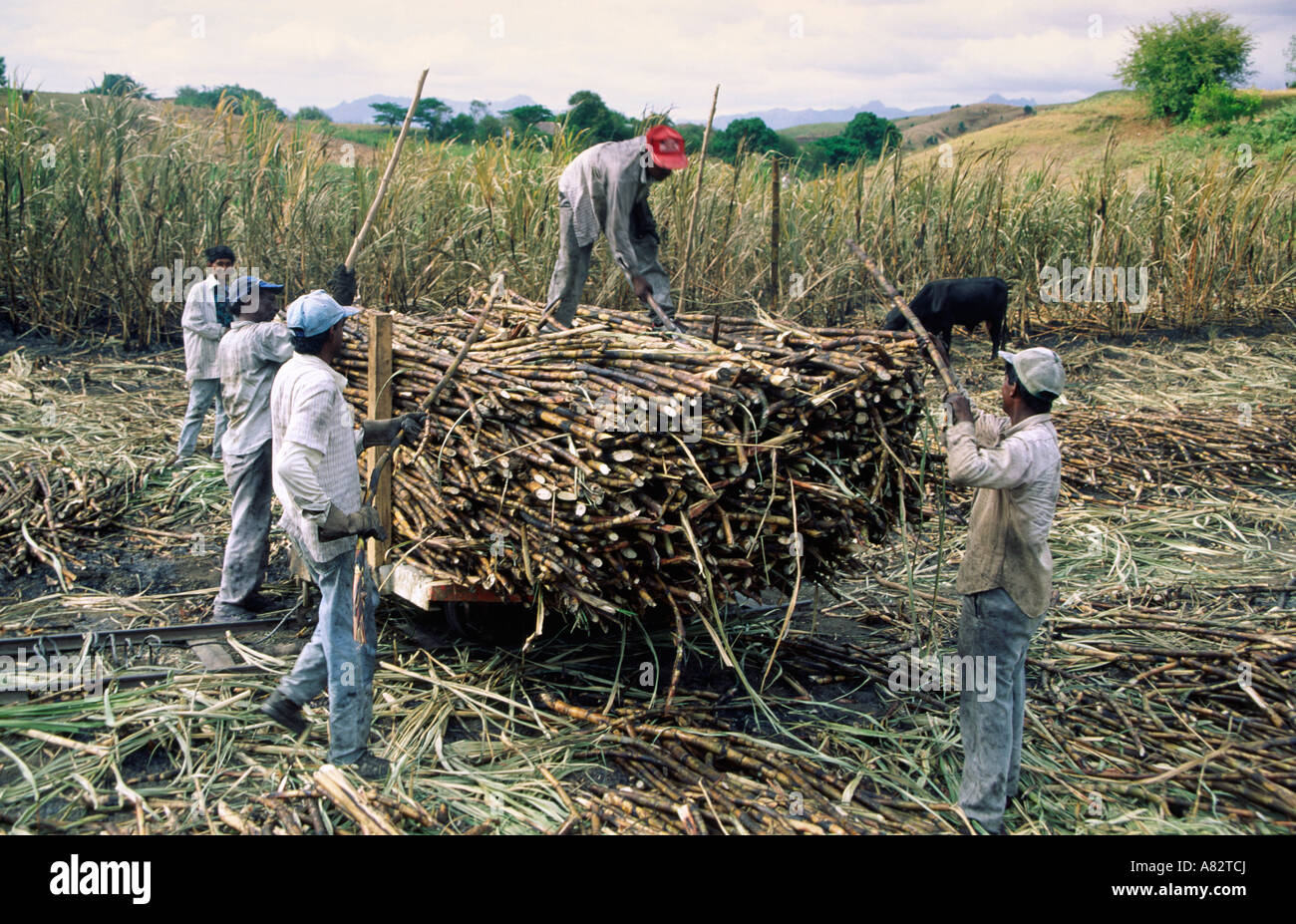 Fiji Islands South pacific workers on a sugarcane field in Viti Levu Stock Photo