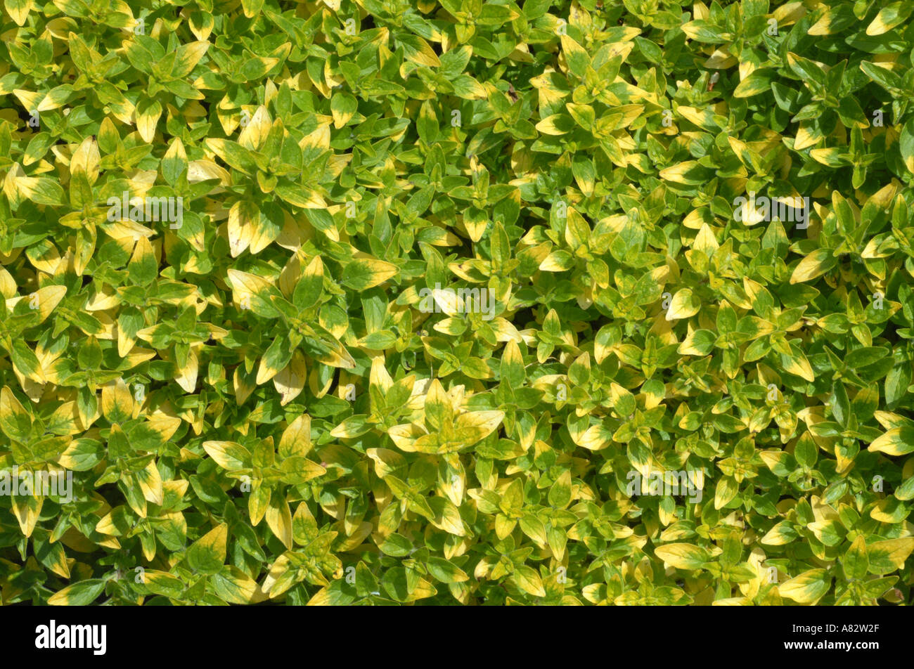Golden marjoram origanum hires stock photography and images Alamy