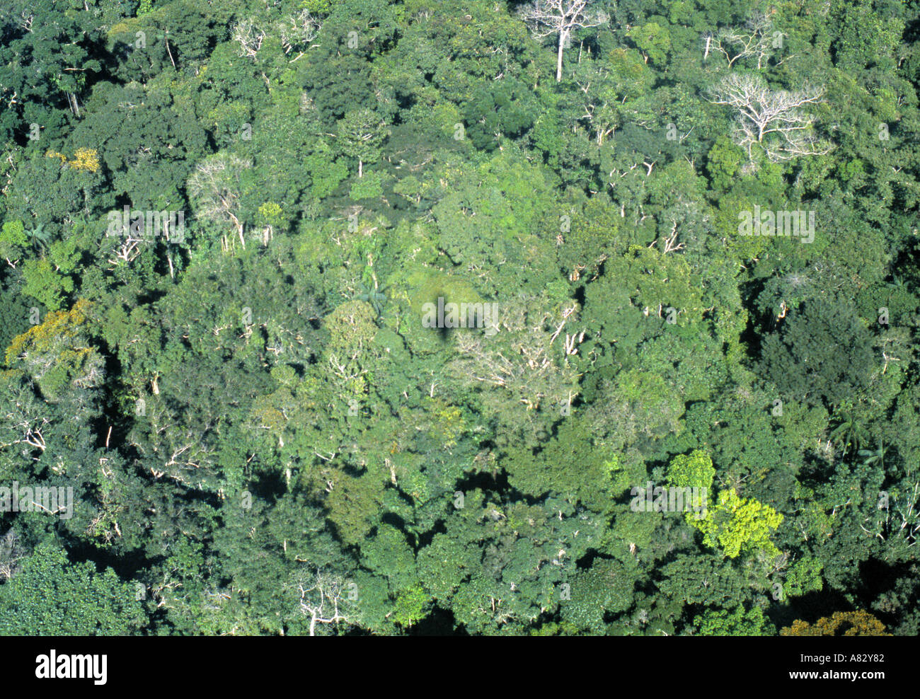 Amazon region, North West Brazil Stock Photo Alamy