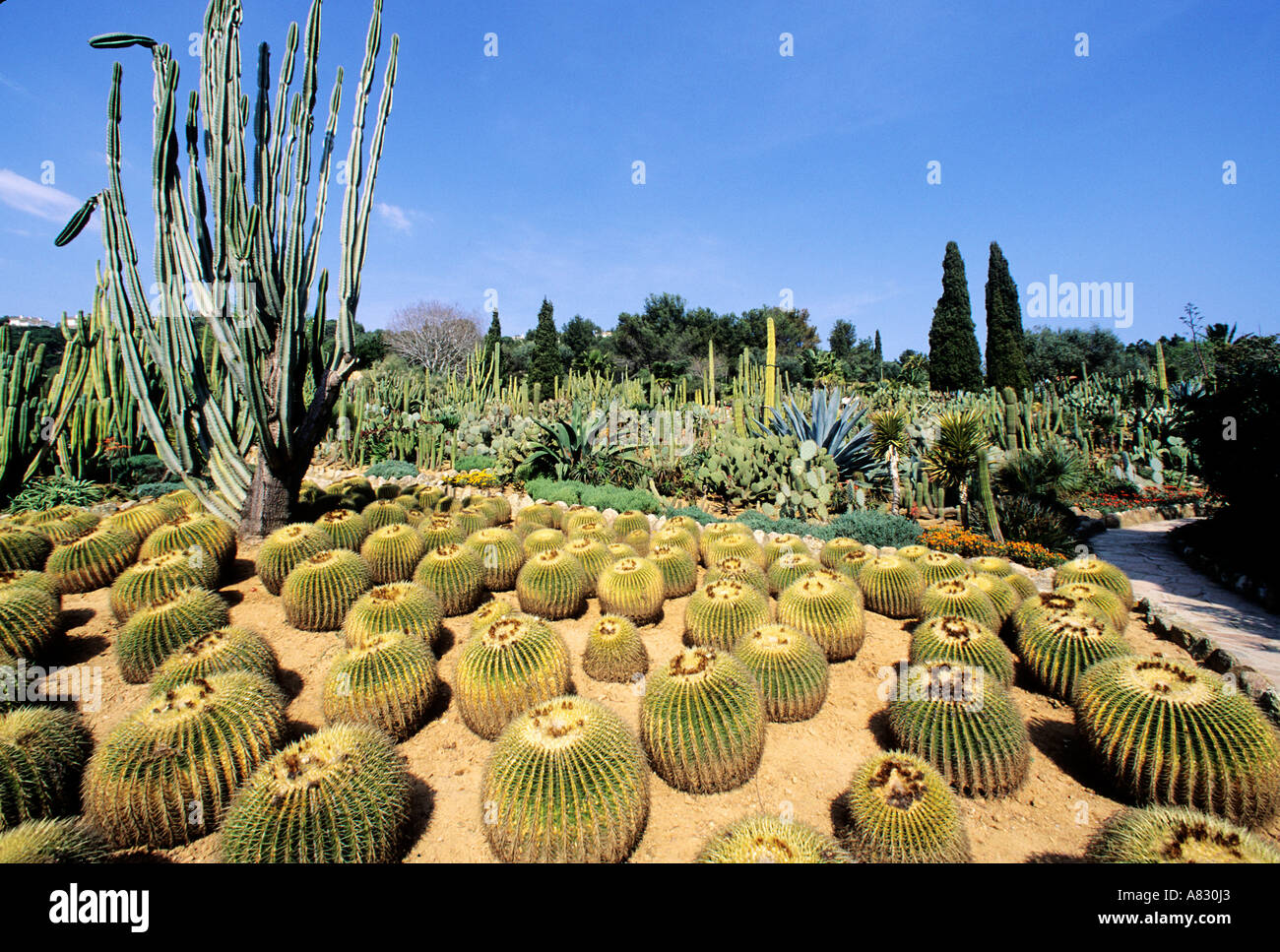 Spain, Costa Brava, collection of cactus, Pinya de rosa Stock Photo - Alamy