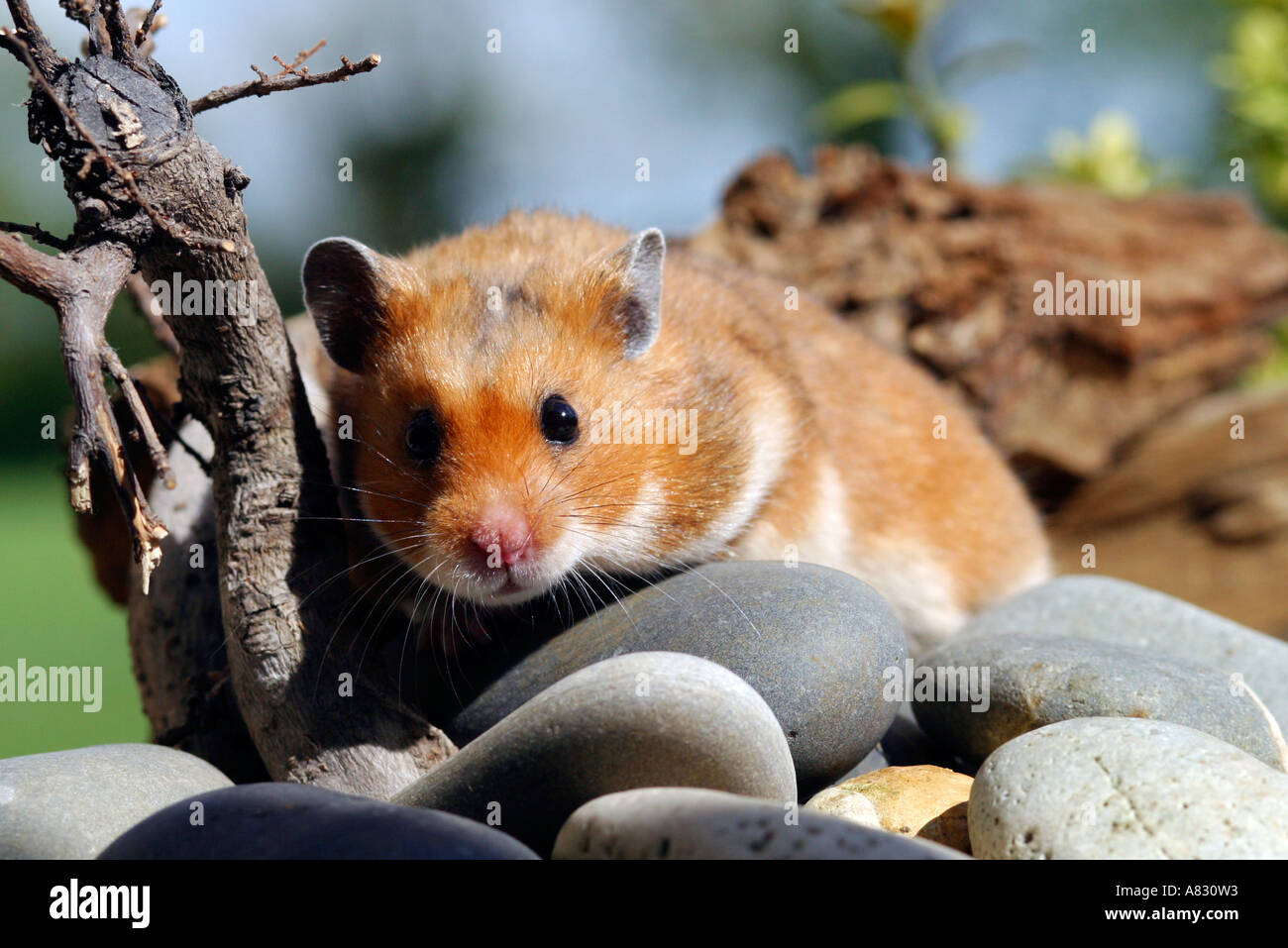 Hamster in natural environment Stock Photo Alamy