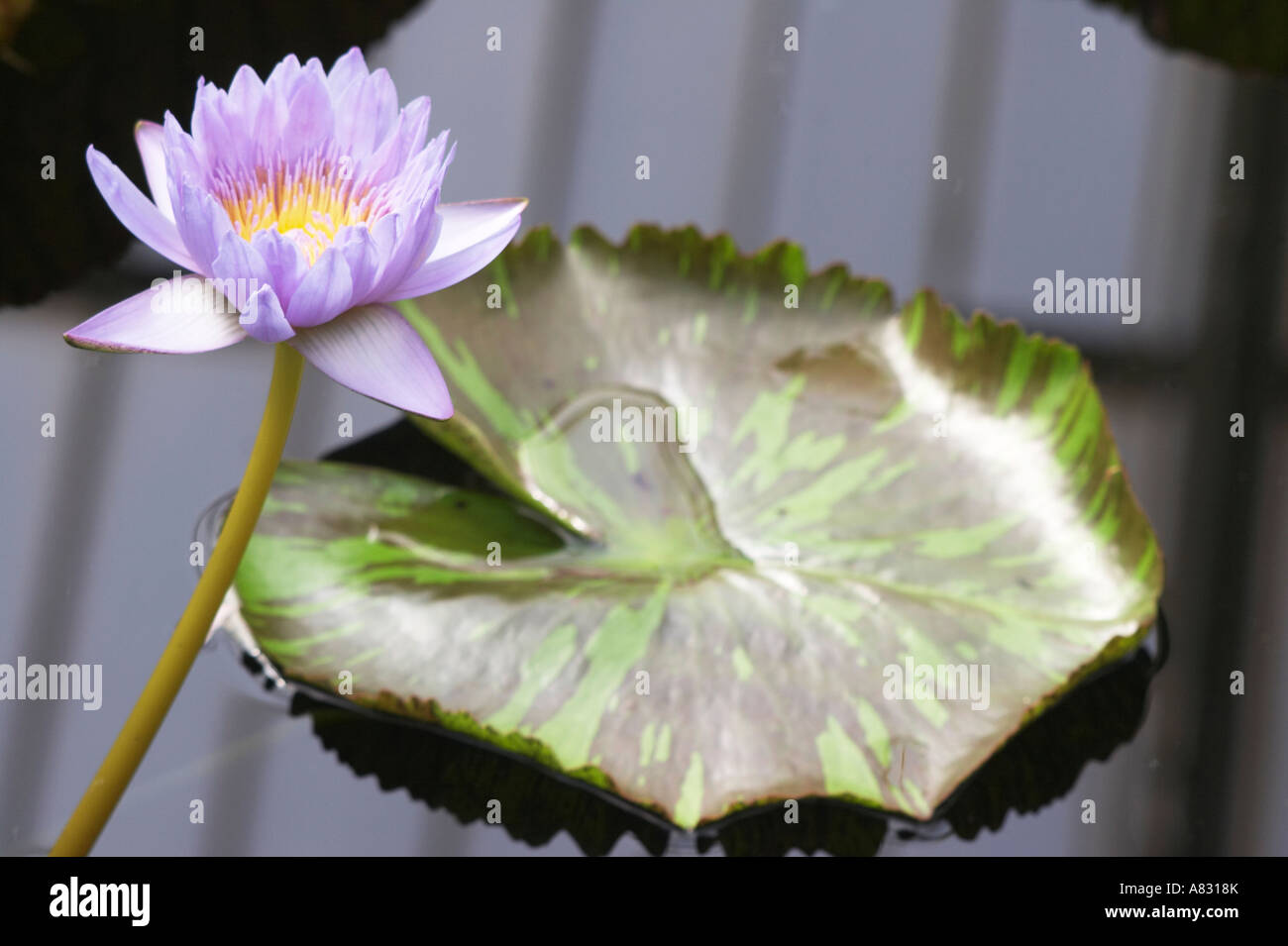 Blue Lotus of the Nile Water Lily, Nymphaea Caerulea Stock Photo