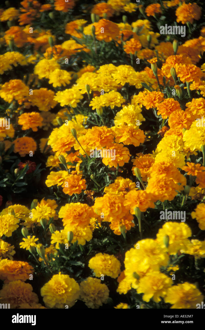 Marigold CALENDULA TAGETES Stock Photo