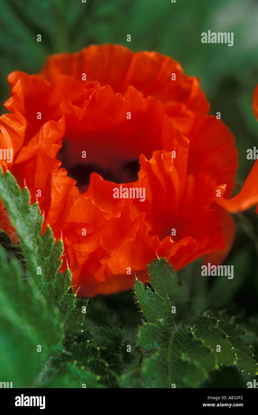 Poppy Colour High Resolution Stock Photography and Images - Alamy