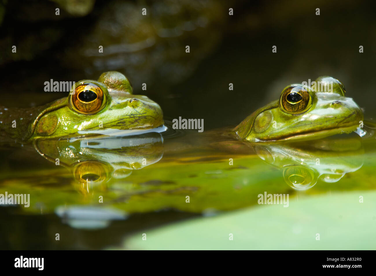 Frog gig hi-res stock photography and images - Alamy
