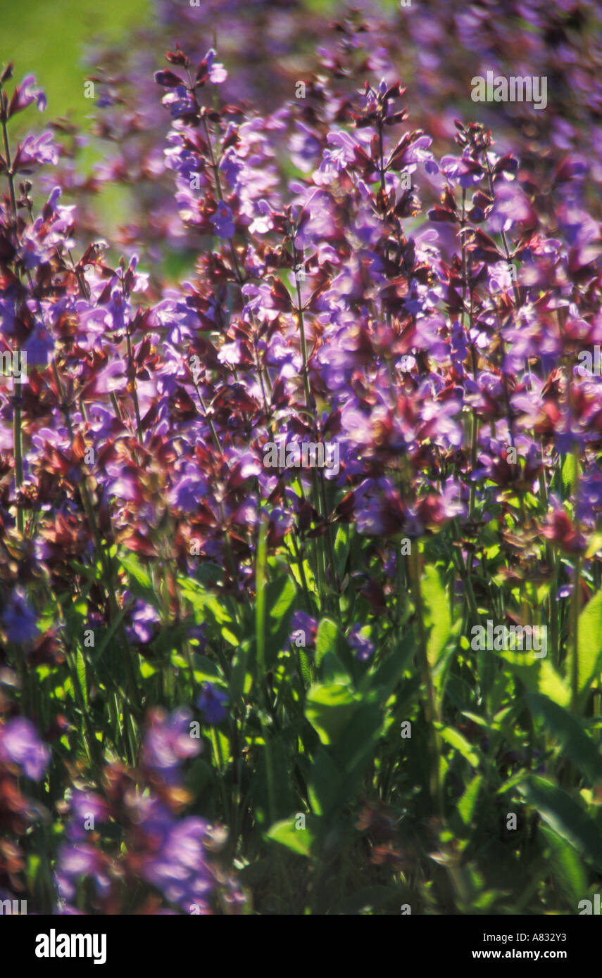 Salvia Flowering sage Stock Photo