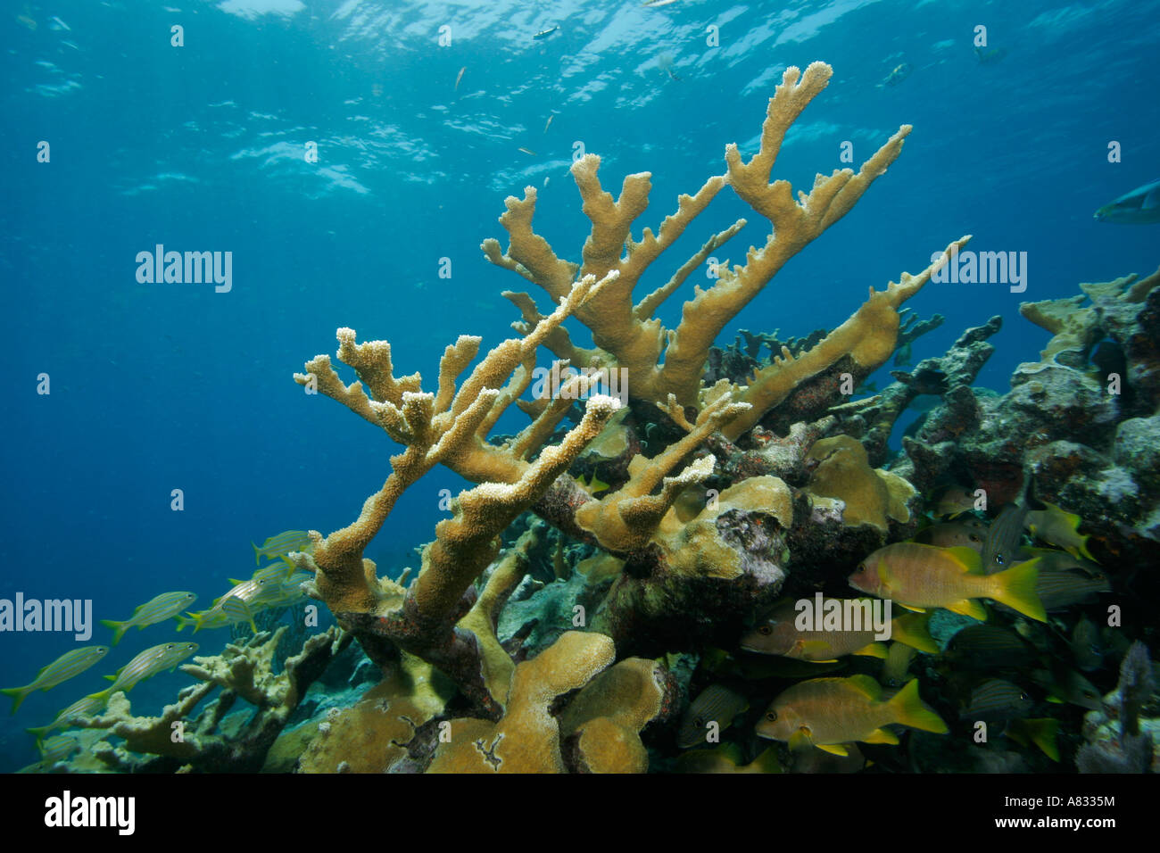 Elkhorn coral, Florida Keys National Marine Sanctuary, Florida Stock Photo