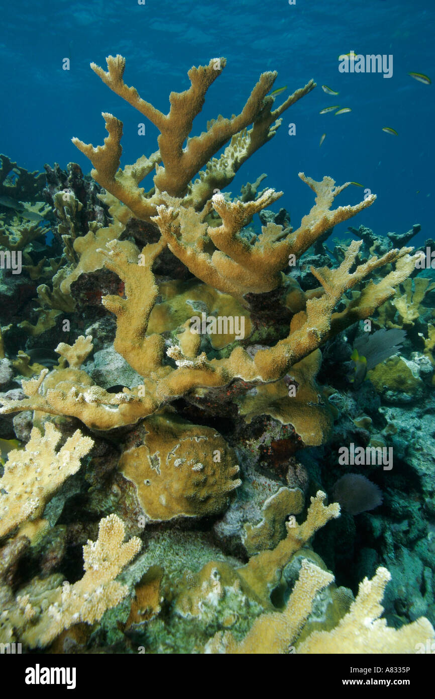 Elkhorn coral, Florida Keys National Marine Sanctuary, Florida Stock Photo