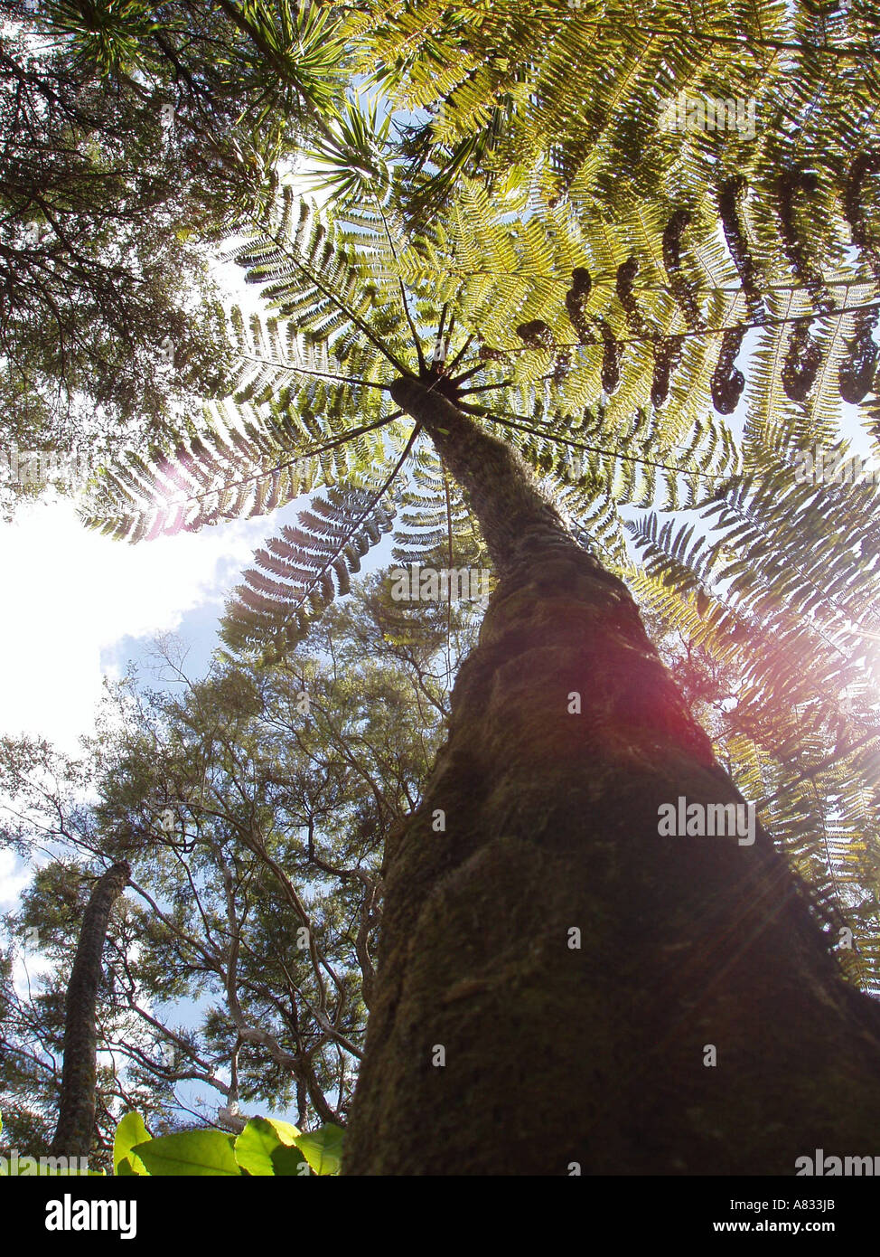Tree Fern, New Zealand Stock Photo - Alamy