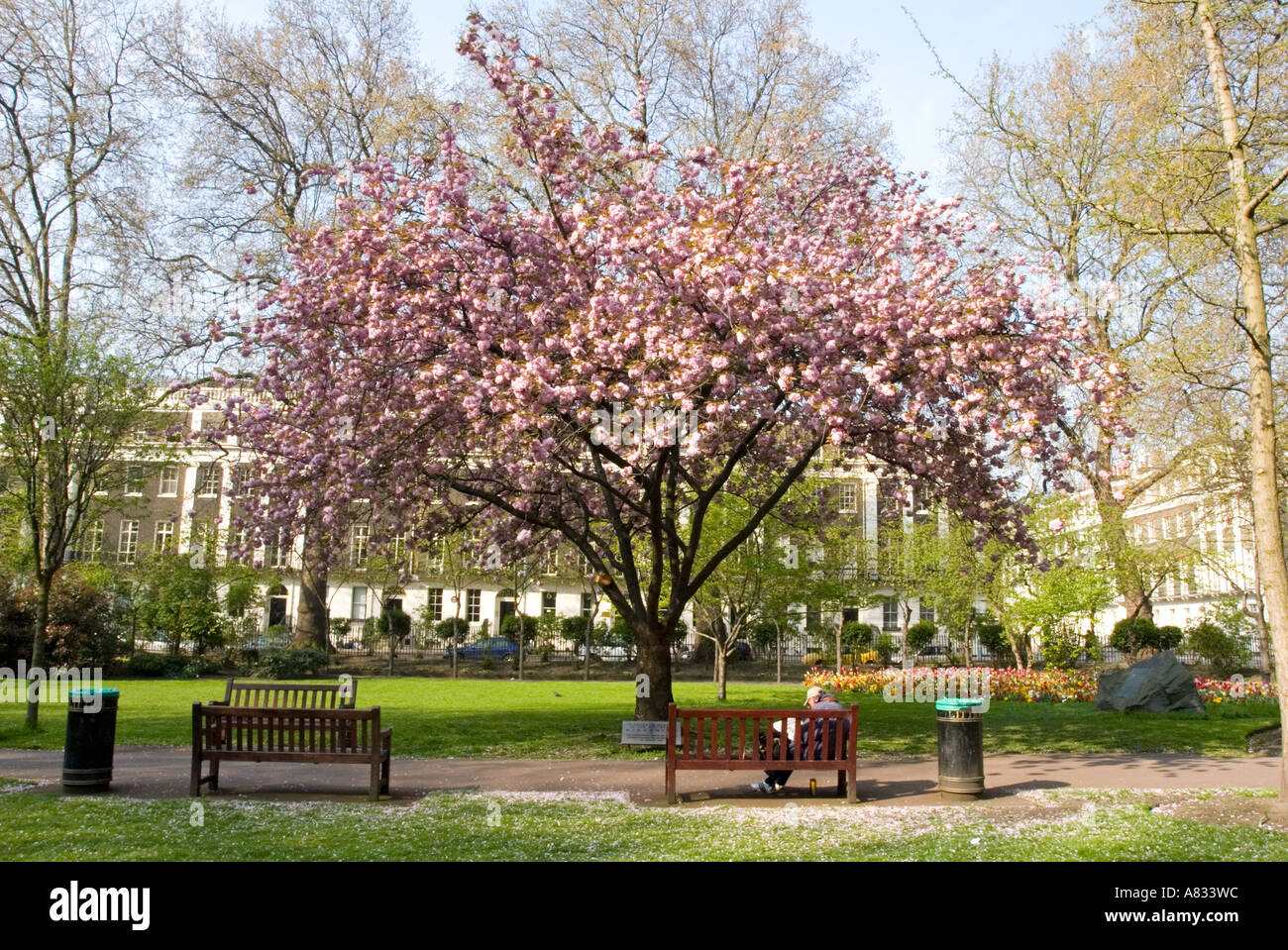 Cherry Peace Tree Tavistock Square in Memory of hiroshima victims Stock Photo