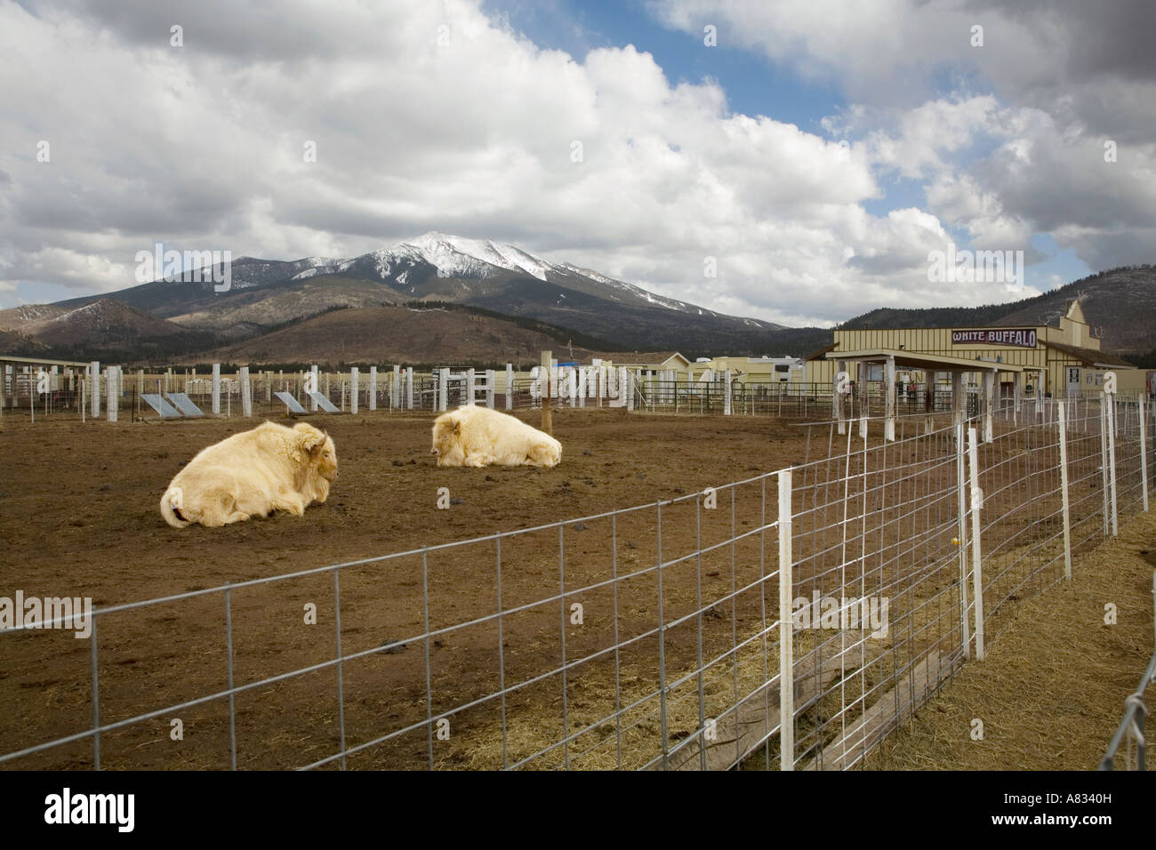 White buffalo hi-res stock photography and images - Alamy