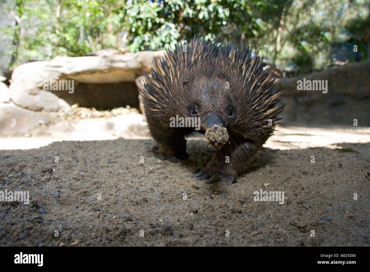 The short beaked echidna, Tachyglossus aculeatus, is one of three ...