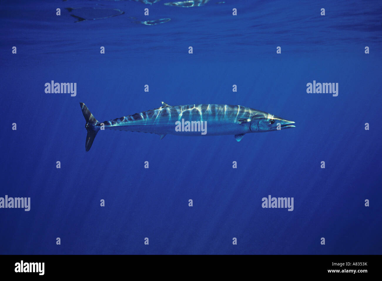 Ono, Acanthocybium solandri, commonly known as wahoo, are a relative of