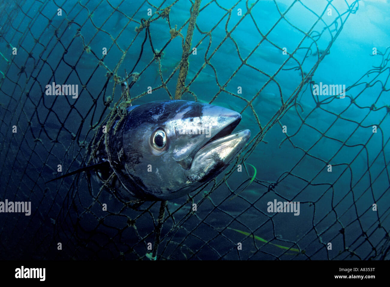 A dead Southern bluefin tuna, Thunnus maccoyii, caught in a tuna pen