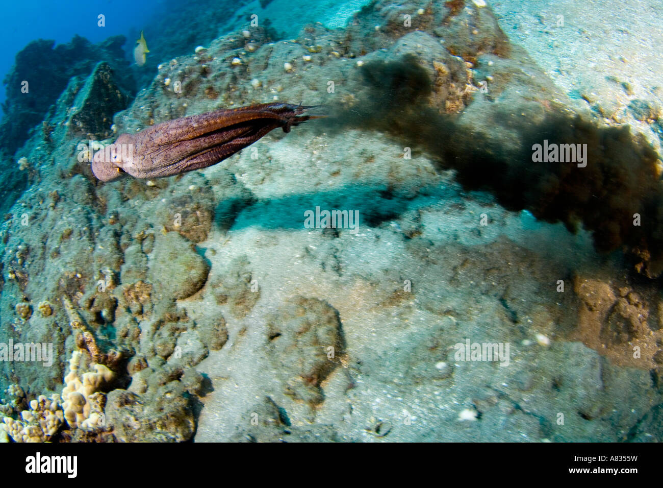 Day octopus, Octopus cyanea, squirting ink to escape a predator, Hawaii