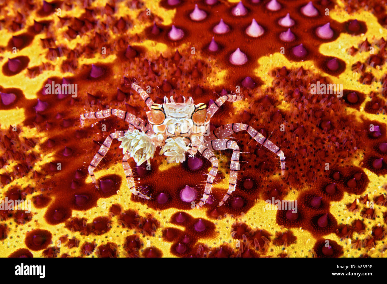 Boxer or Pom Pom Crab, Lybia tessellata, Hawaii. Stock Photo