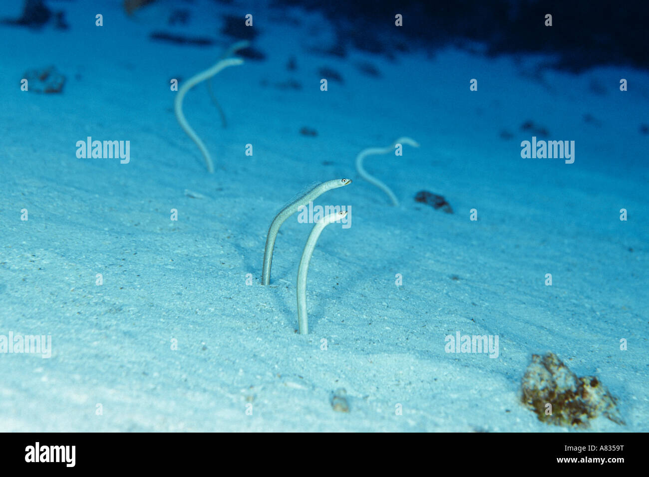 Endemic Hawaiian garden eels, hawaiiensis, will pull down into the sand when approached